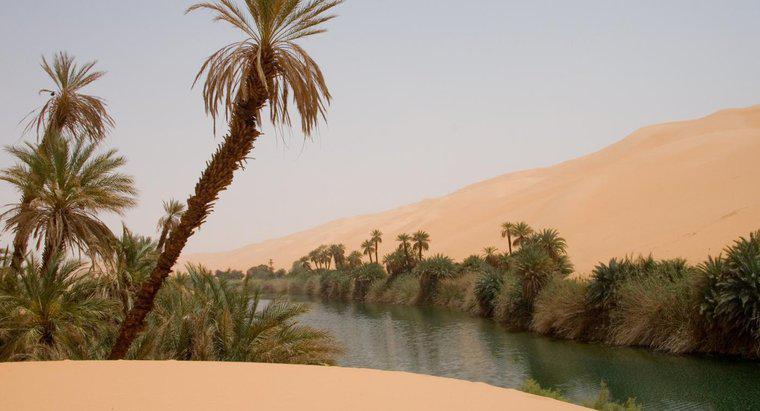 Wie finden Sie Wasser, wenn Sie in der Wüste gestrandet sind?