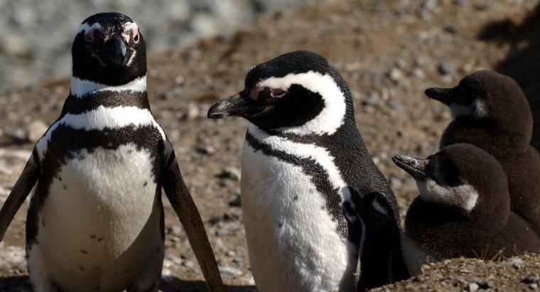 Leben Pinguine im Tundra-Biom?