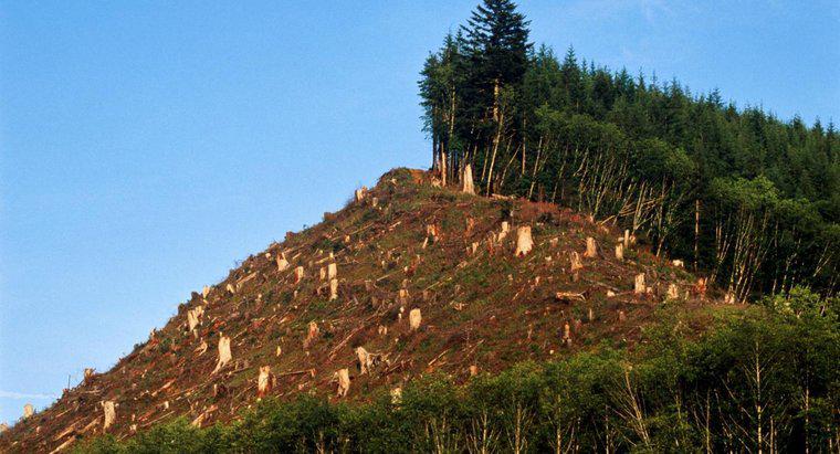 Welche Nachteile hat die Entwaldung?