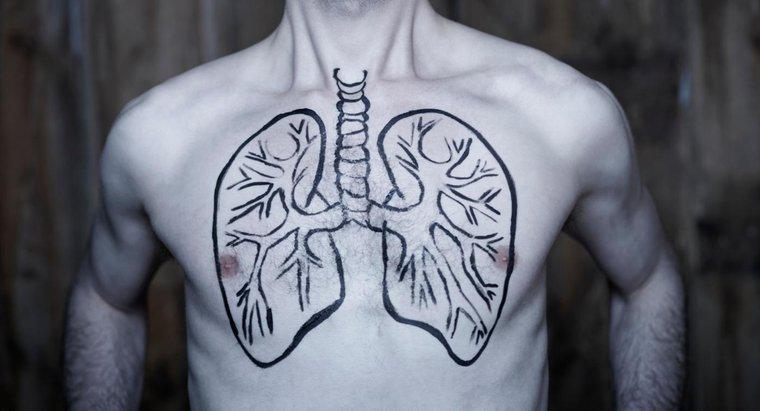 Können Menschen mit nur einer Lunge leben?