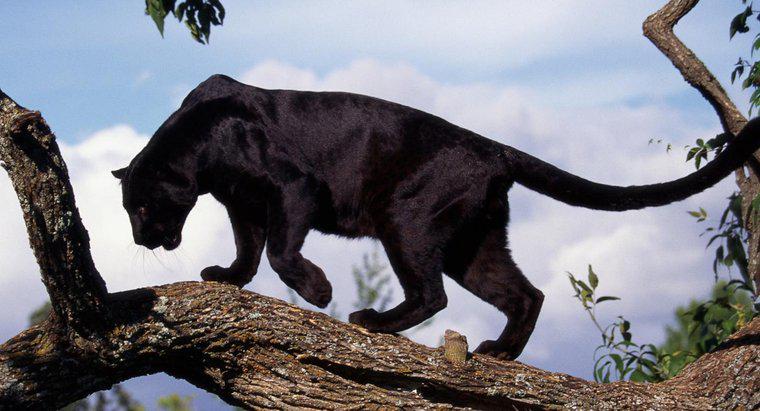Wo leben wilde schwarze Panther?