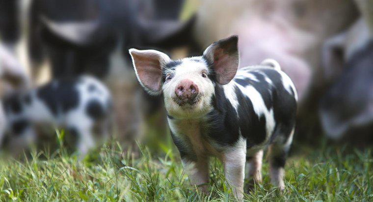 Was sind Raubtiere von Schweinen?