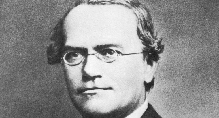 Warum wird Gregor Mendel der Vater der Genetik genannt?