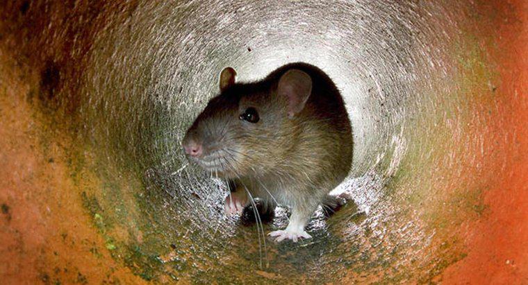 Was ist der beste Köder, um eine Ratte zu fangen?