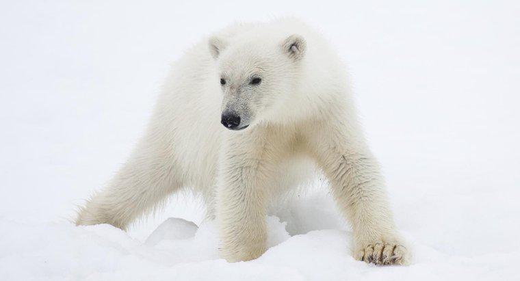 Welche Tiere gibt es in der Polarregion?