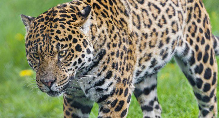 In welchen Regenwäldern leben Jaguare?