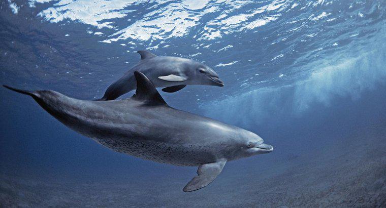 Wie verwenden Delfine die Echoortung?