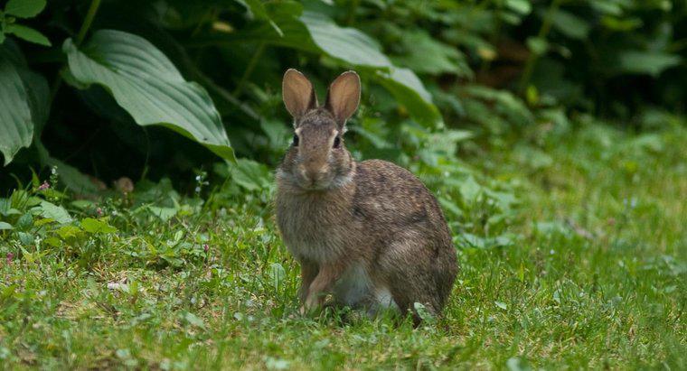 Wie sind Kaninchen an ihren Lebensraum angepasst?