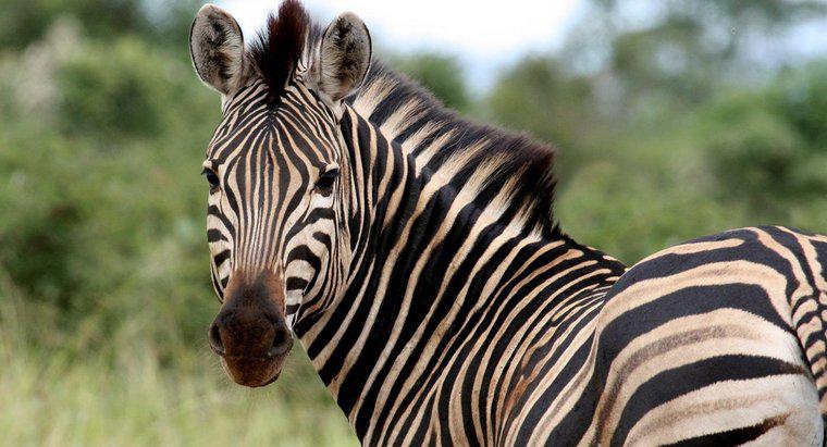 Wie heißt ein weibliches Zebra?