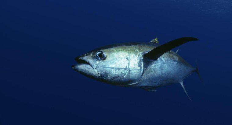 Was ist Ahi-Thunfisch?