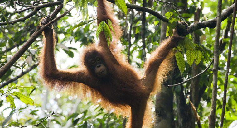 Wie schützen sich Orang-Utans?