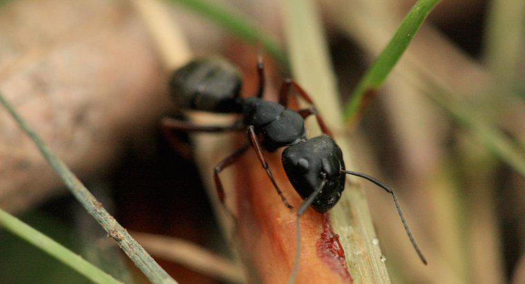 Wie heißen kleine schwarze Ameisen?