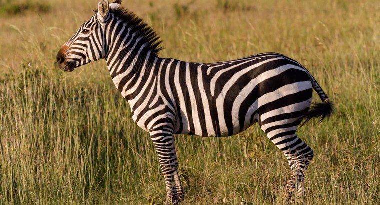Was sind einige Zebra-Fakten für Kinder?