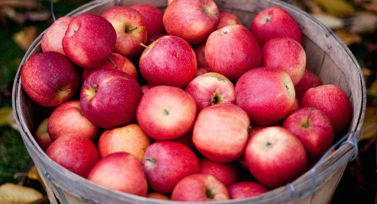 Wie viele Äpfel braucht man, um 1 Gallone Apfelwein herzustellen?