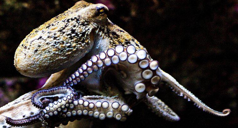 Was ist intelligenter, ein Tintenfisch oder ein Oktopus?