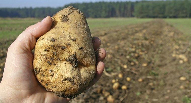 Was ist der wissenschaftliche Name für Kartoffel?