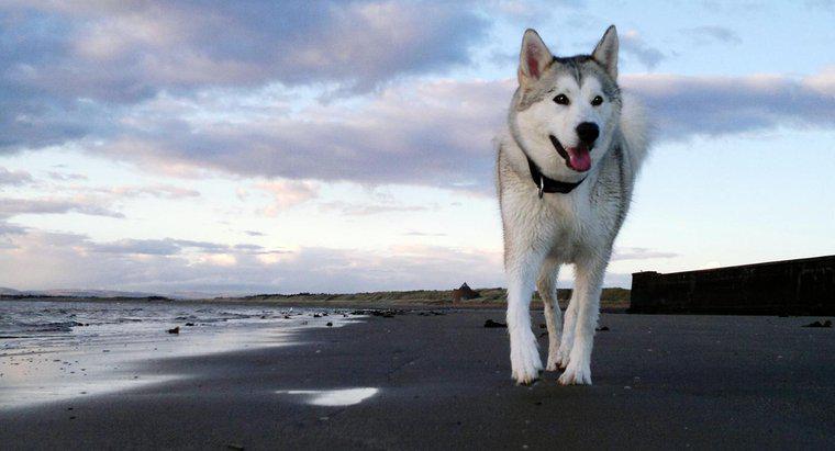 Was sind einige Fakten über Siberian Huskies?