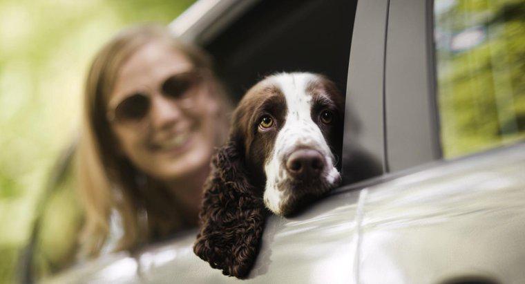 Gibt es GPS-Chips für Hunde?