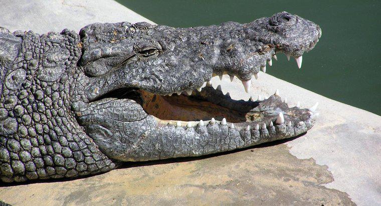 Wie groß ist das Maul eines Krokodils?