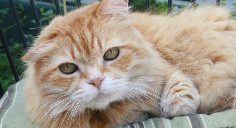 Wie selten sind weibliche orange getigerte Katzen?