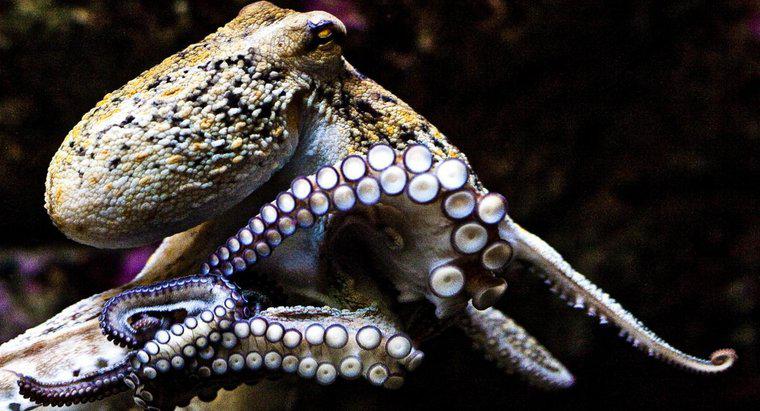 Was ist die durchschnittliche Größe eines Oktopus?