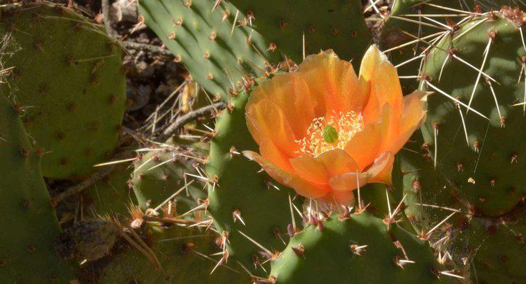 Wo findet die Photosynthese in einem Kaktus statt?