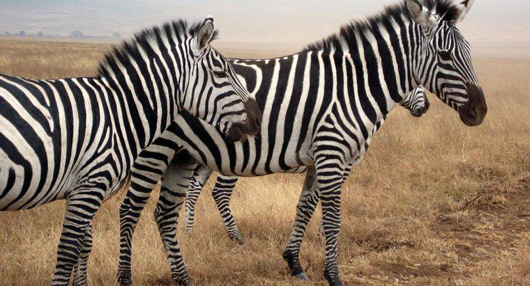 Welche Geräusche macht ein Zebra?