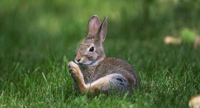 Warum klopfen Kaninchen?