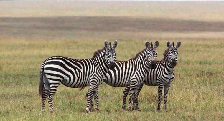 Was ist die Lebensdauer eines Zebras?