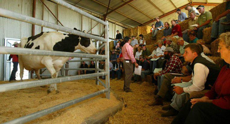 Ist Vieh das einzige, was in einem Viehverkaufsstall verkauft wird?
