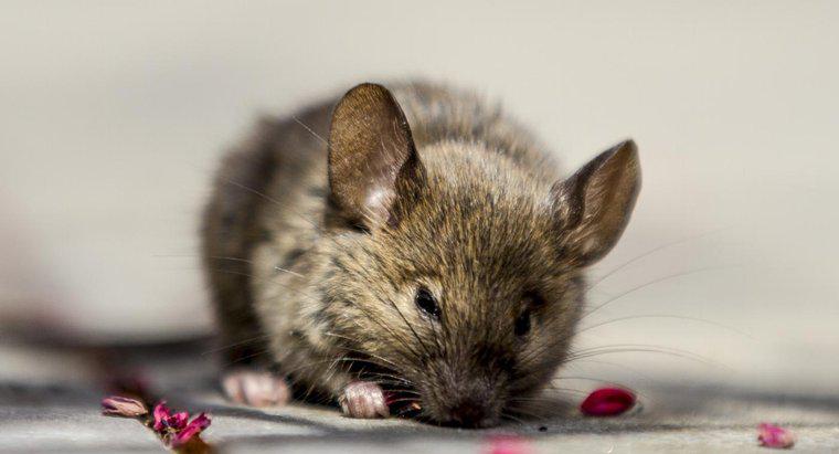 Wie können Sie Pfefferminzöl verwenden, um Mäuse aus einem Haus zu entfernen?