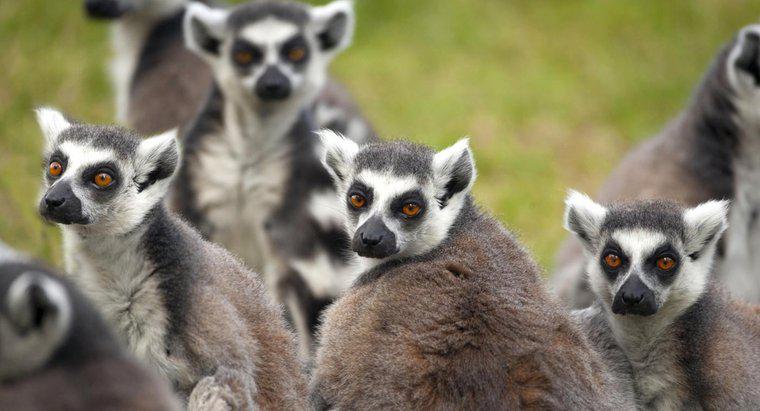 Wie schützen sich Lemuren?