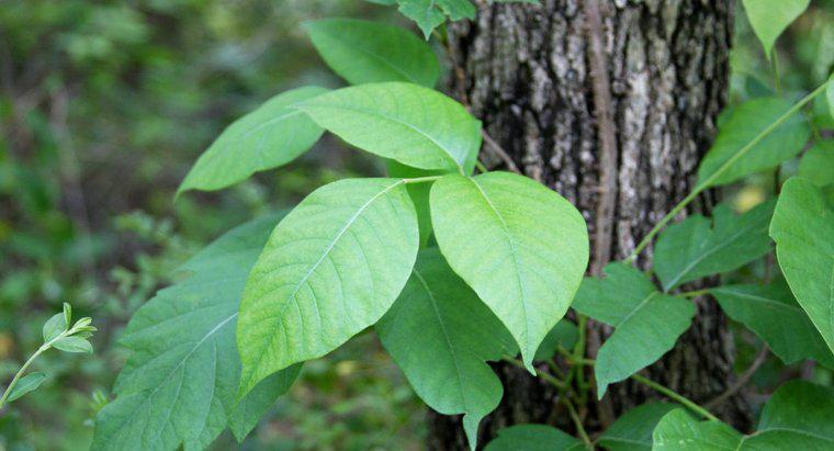 Wie behandelt man einen durch Poison Ivy verursachten Hautausschlag?