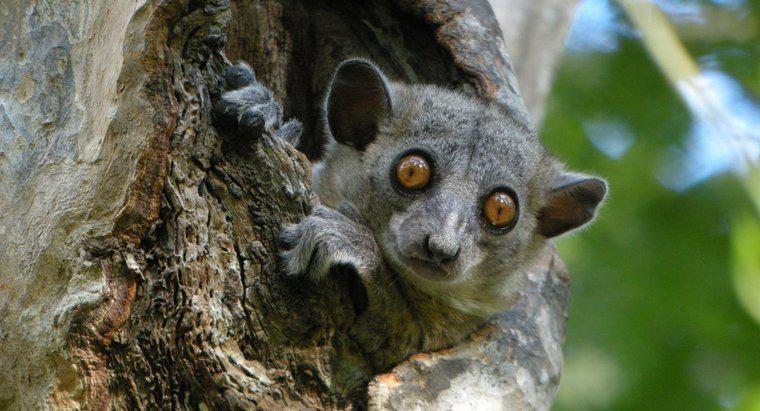 Hat ein Nördlicher Sportlicher Lemur natürliche Feinde?