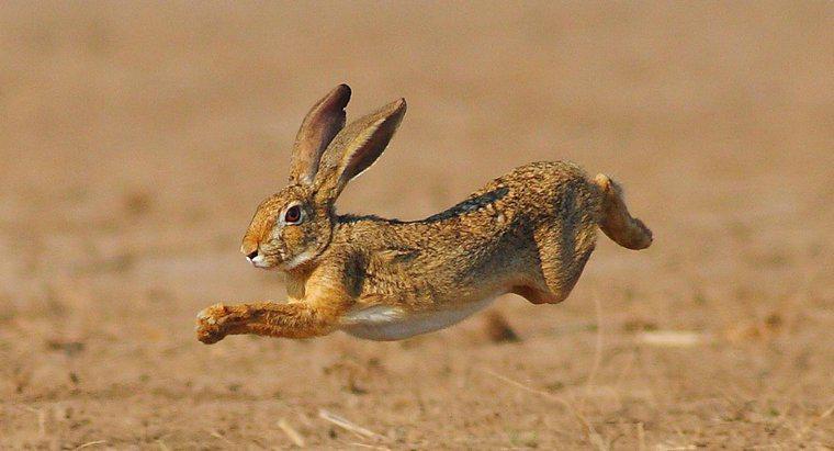 Wie bewegen sich Kaninchen?