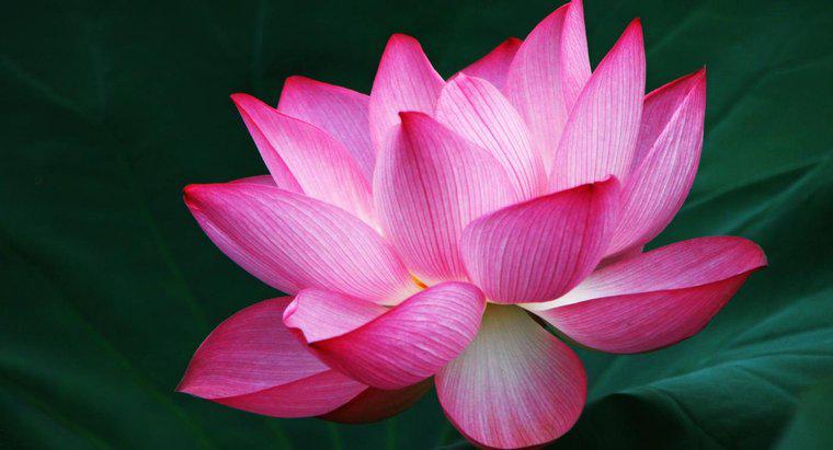 Was symbolisiert die Lotusblume?