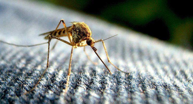 Was ist die Lebensdauer einer Mücke?