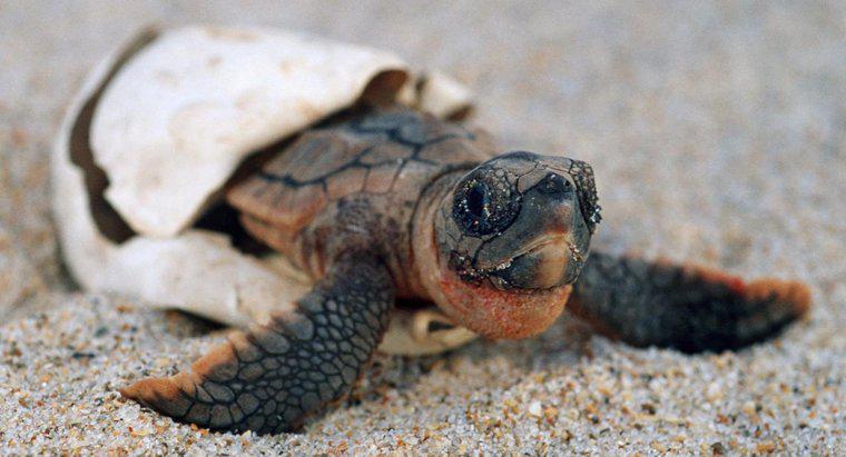 Wie lange bleiben Schildkröten schwanger?