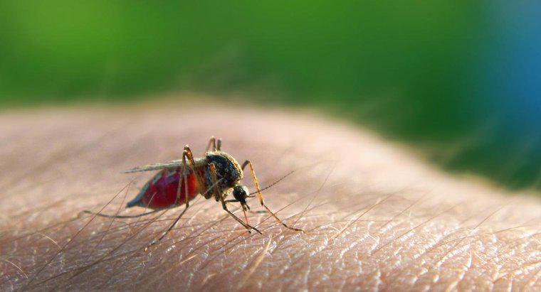 Wie wird Malaria übertragen?