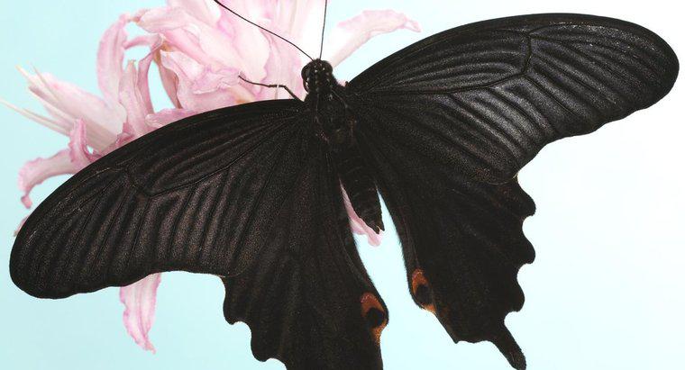 Was symbolisiert ein schwarzer Schmetterling?
