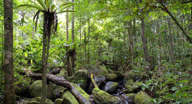 Wie viele Tierarten leben im Regenwald?