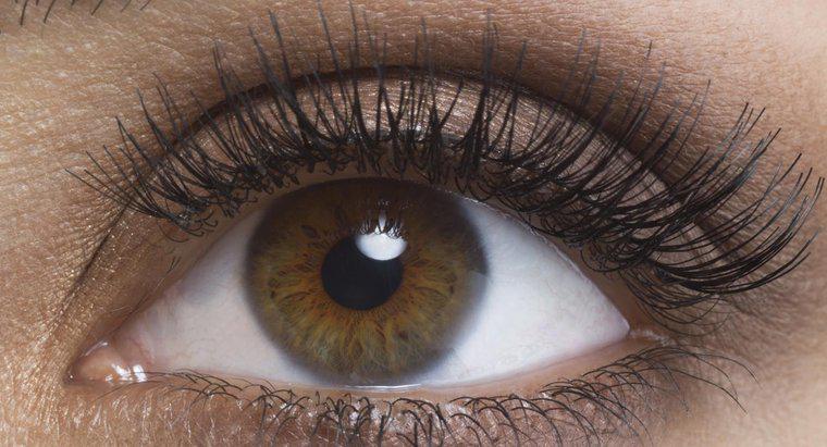 Welcher Prozentsatz der Bevölkerung hat braune Augen?