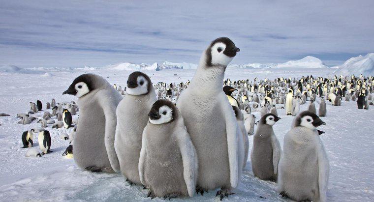 Welche Tiere leben am Südpol?