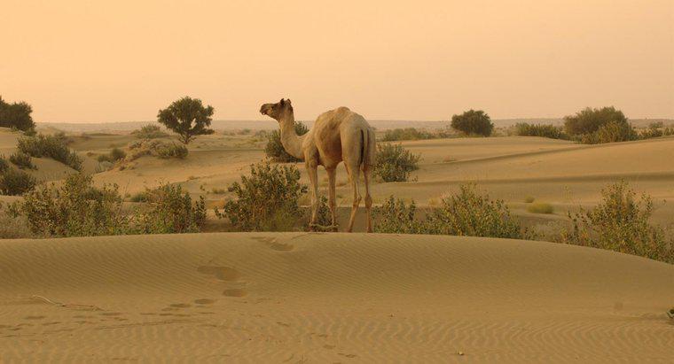 Wo liegt die Wüste Thar?