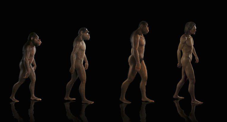 Was ist die Evolutionstheorie?