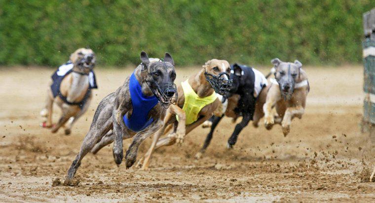 Wie schnell laufen Greyhounds?