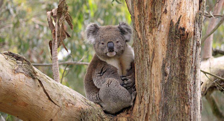 Wo leben Koalas?
