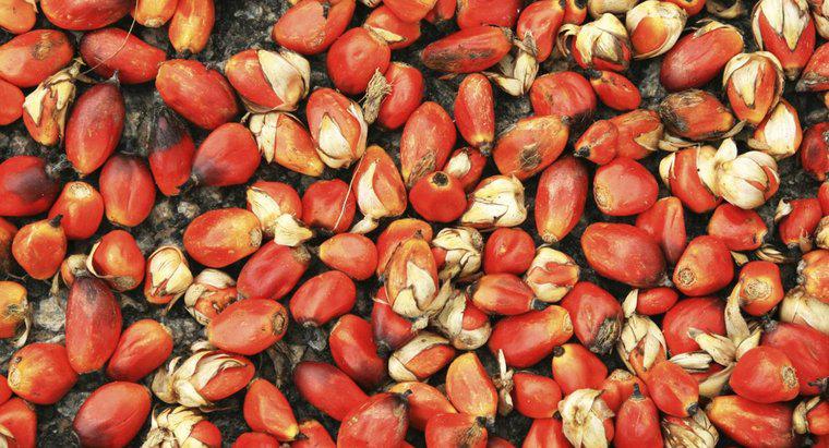 Was sind einige Vorteile von rotem Palmöl?