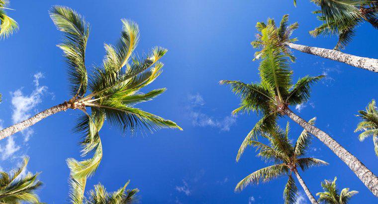 Was sind einige interessante Fakten über Palmen?