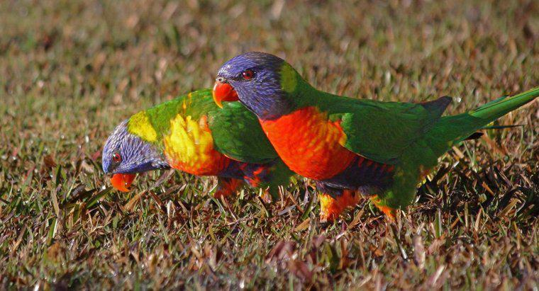 Werden Vögel von hellen Farben angezogen?